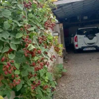 فروش ویلای فلت محسن اباد|فروش خانه و ویلا|کیاشهر, |دیوار