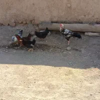 فروش مرغ وخروس|حیوانات مزرعه|شاهین دژ, |دیوار