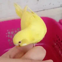 مرغ عشق هلندی
