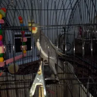 پرنده|پرنده|مشهد, شهید بصیر|دیوار