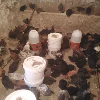 جوجه گلپایگانی اصلاح نژاد شده