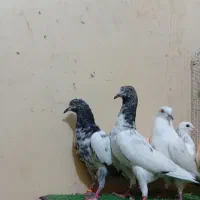 کبوتر پاکستانی معامله با کبوتر طوقی وتیپی ی خروس