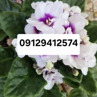 فروش خط 0912 دائمی
