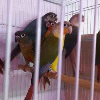 گرینچیک.ردچیک.دایلوت.جفت مولد .پیش مولد