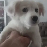 توله سگ پامر روباهی و اشپیتز ۳ماه نر|سگ|رشت, شهریاران|دیوار