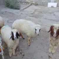 فروش ۴ راس بره جوان لنده