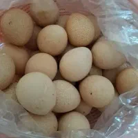 تخم نطفه‌دار مرغ شاخدار با درصد بالا