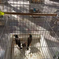 پرنده سرای امامی|پرنده|اصفهان, اصفهانک|دیوار