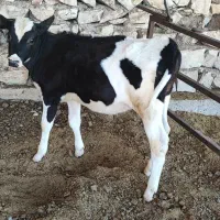 گوساله نر و ماده
