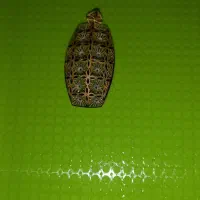 خرید فروش طلا دسته دو|جواهرات|شوشتر, |دیوار