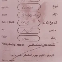 واگذاری سگ|سگ|قم, سالاریه|دیوار