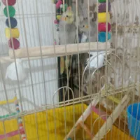 عروس هلندی آوازه خوان با رقص بازیگوش مولدکار داده|پرنده|نسیمشهر, |دیوار