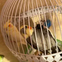 عروس هلندی جفت جوان