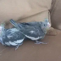 جوجه عروس هلندی