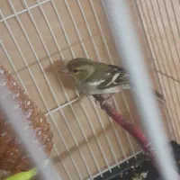 سهر ماده|پرنده|شیروان (خراسان), |دیوار