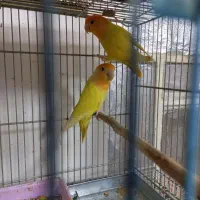 طوطی برزیلی اوپال کله نارنجی|پرنده|اهواز, کوی منابع طبیعی|دیوار