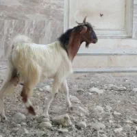 کهره نر|حیوانات مزرعه|بندر کنگان, |دیوار