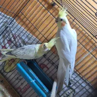 عروس هلندی