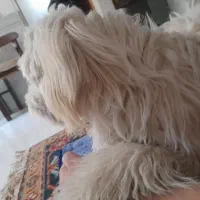 سگ‌ مالتیز  به علت مهاجرت فوری  ماده|سگ|پاکدشت, حصار امیر|دیوار