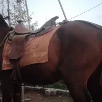 نریان سال ۶ سواری باری