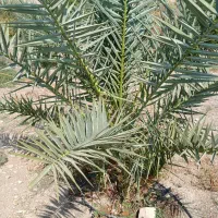 فروش لوله 90پلی اتیلن 300متر فلنج دار و نو