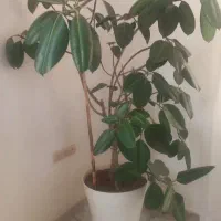 درخچه|گل و گیاه طبیعی|کرج, برغان|دیوار