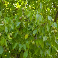 گردو تکان