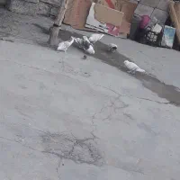 کبوتر دوکت نوک ریز|پرنده|لنده, |دیوار