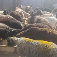 گوسفند گوشتی همه نوع و نژاد با نهایت تخفیف|حیوانات مزرعه|قزوین, |دیوار