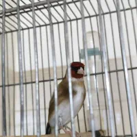 سهره نر مست بخون