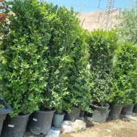 انواع درخت|گل و گیاه طبیعی|تهران, بازار گل خاوران|دیوار