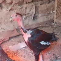 خروس لاری کمیاب نژاد ماداگاسکار|حیوانات مزرعه|تهران, ایرانشهر|دیوار