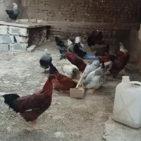 مرغ و خروس گلپایگانی