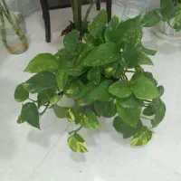 عروسک سبزها|اسباب‌بازی بچه|بندر کنگان, |دیوار