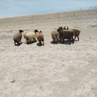 بره کیلویی 530