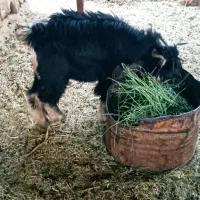 سه عدد بزغاله چاق پرواری|حیوانات مزرعه|هندمینی, |دیوار