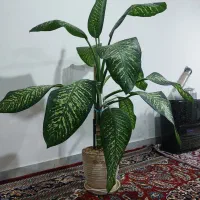 گل دیفن باخیا شاداب