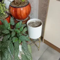 گل و گیاه|گل و گیاه طبیعی|کهریزک, |دیوار