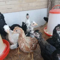 مرغ وجوجه گلین تخم مرغ نطفه دار موجود است|حیوانات مزرعه|رفسنجان, |دیوار