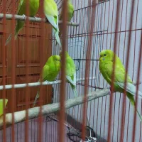 ۶عددمرغ عشق