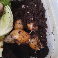 حلزون تخم گزار