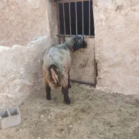 فروش قوچ بختیاری