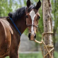 کره مادیان فروشی