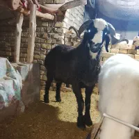 بره نر