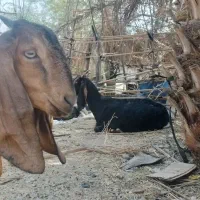 گوسفند نژادار پاکستانی|حیوانات مزرعه|کهنوج, |دیوار