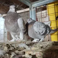 نرو ماده بینظیر|پرنده|بهبهان, |دیوار