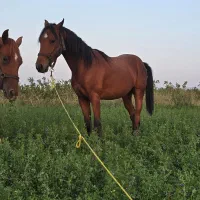 کره اسب اصیل