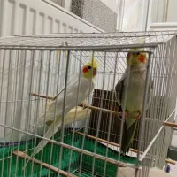 عروس هلندی|پرنده|نقده, |دیوار