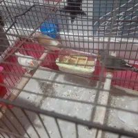 ۳ عدد فنج|پرنده|بندرعباس, |دیوار