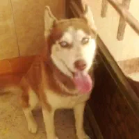 سگ هاسکی(نژاد اصیل) دوساله.
